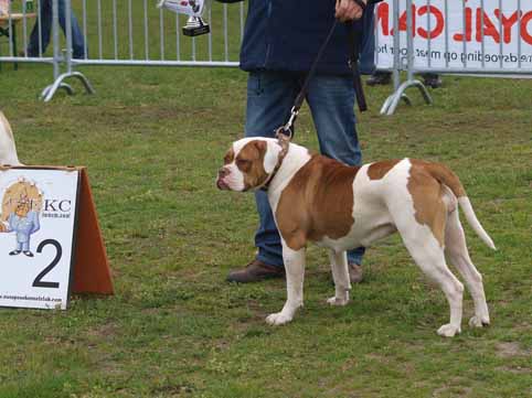 american bulldog darkenwald